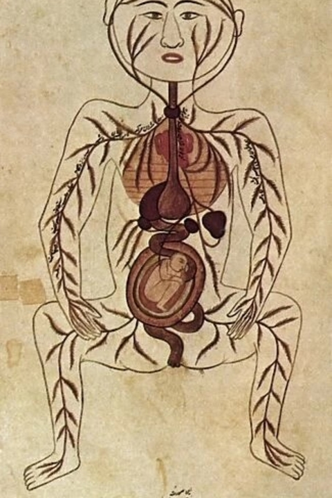 Arab anatomical drawing diagram of a pregnant woman